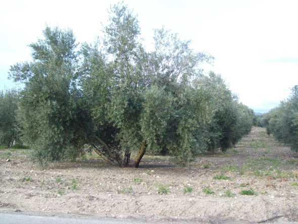 Finca | Ref. 235 | 600 € / olivo